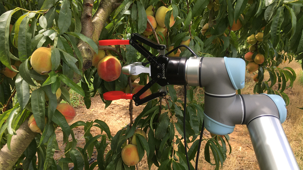 A Glimpse into the Peach Orchard of the Future