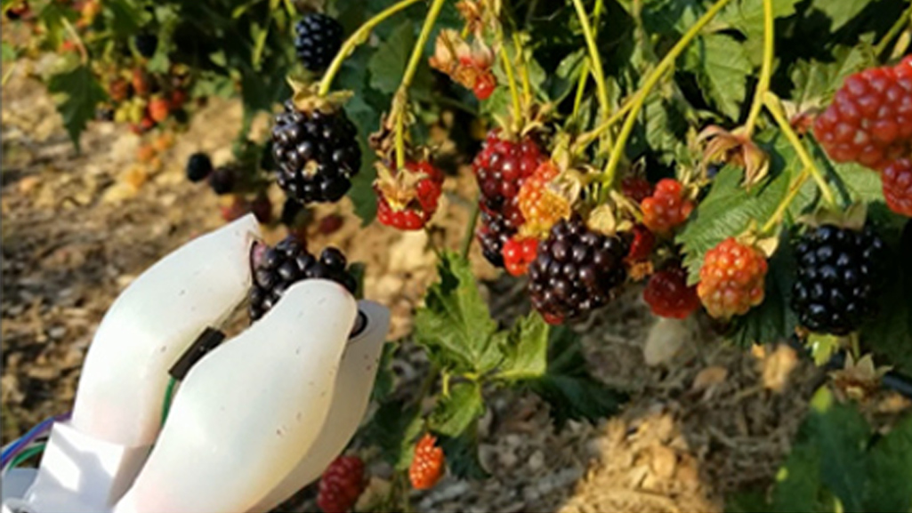 This Robot’s Gentle Grip Can Harvest Berries and Other Delicate Fruit