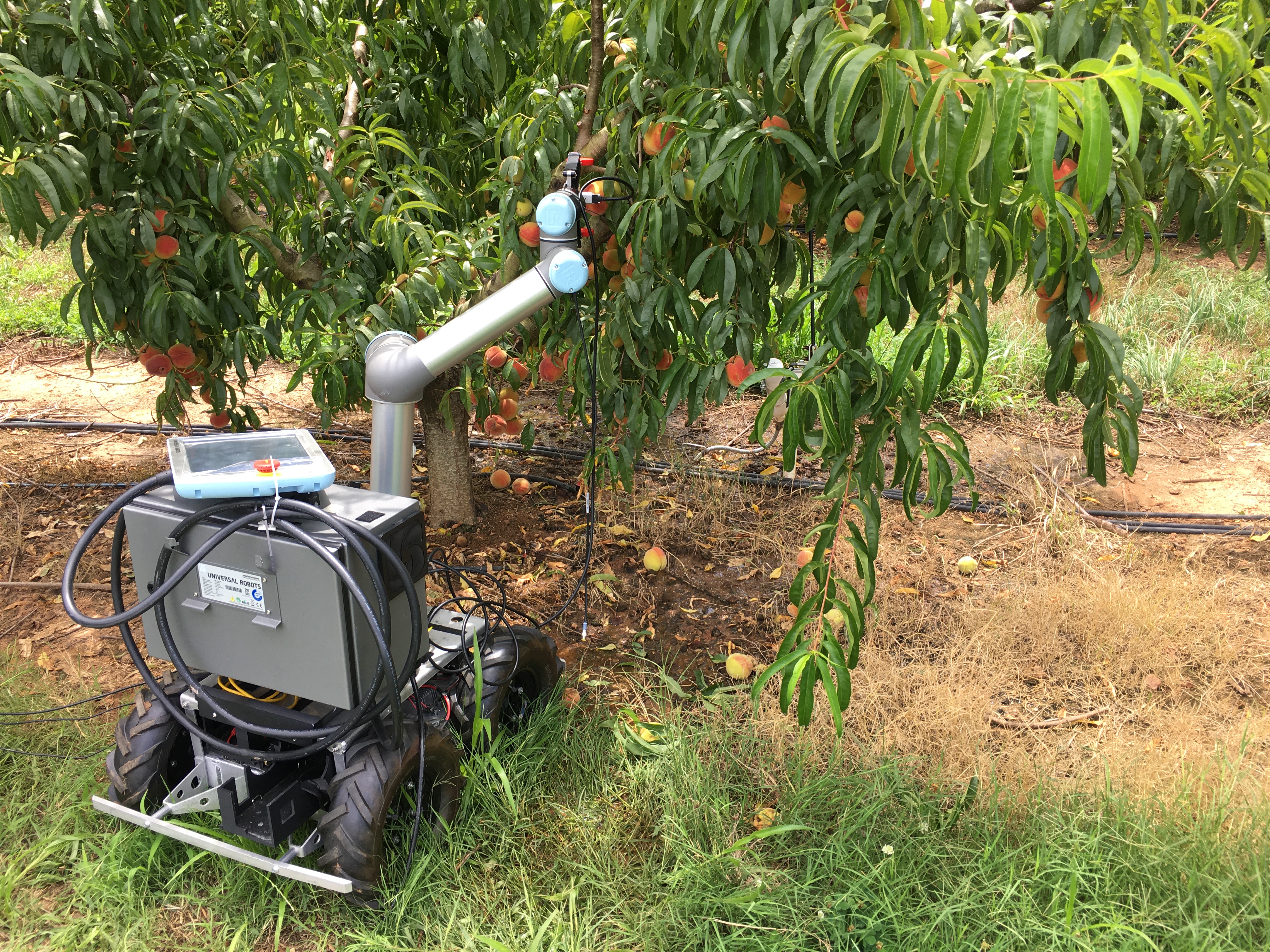 The self-navigating robot uses an embedded 3D camera to determine which peaches need to be pruned or thinned, and removes the peaches using a claw-like device attached to its arm. (Photo credit: Ai-Ping Hu) 